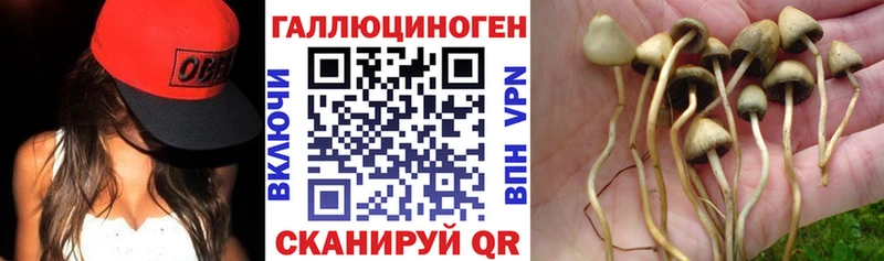 Купить  Болгар  Галлюциногенные грибы прущие грибы 